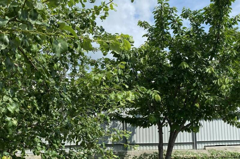 Гостевой дом «Отдых у Своих»