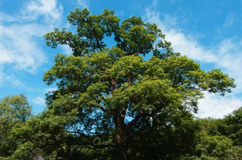 Гостевой дом «Старый ясень»